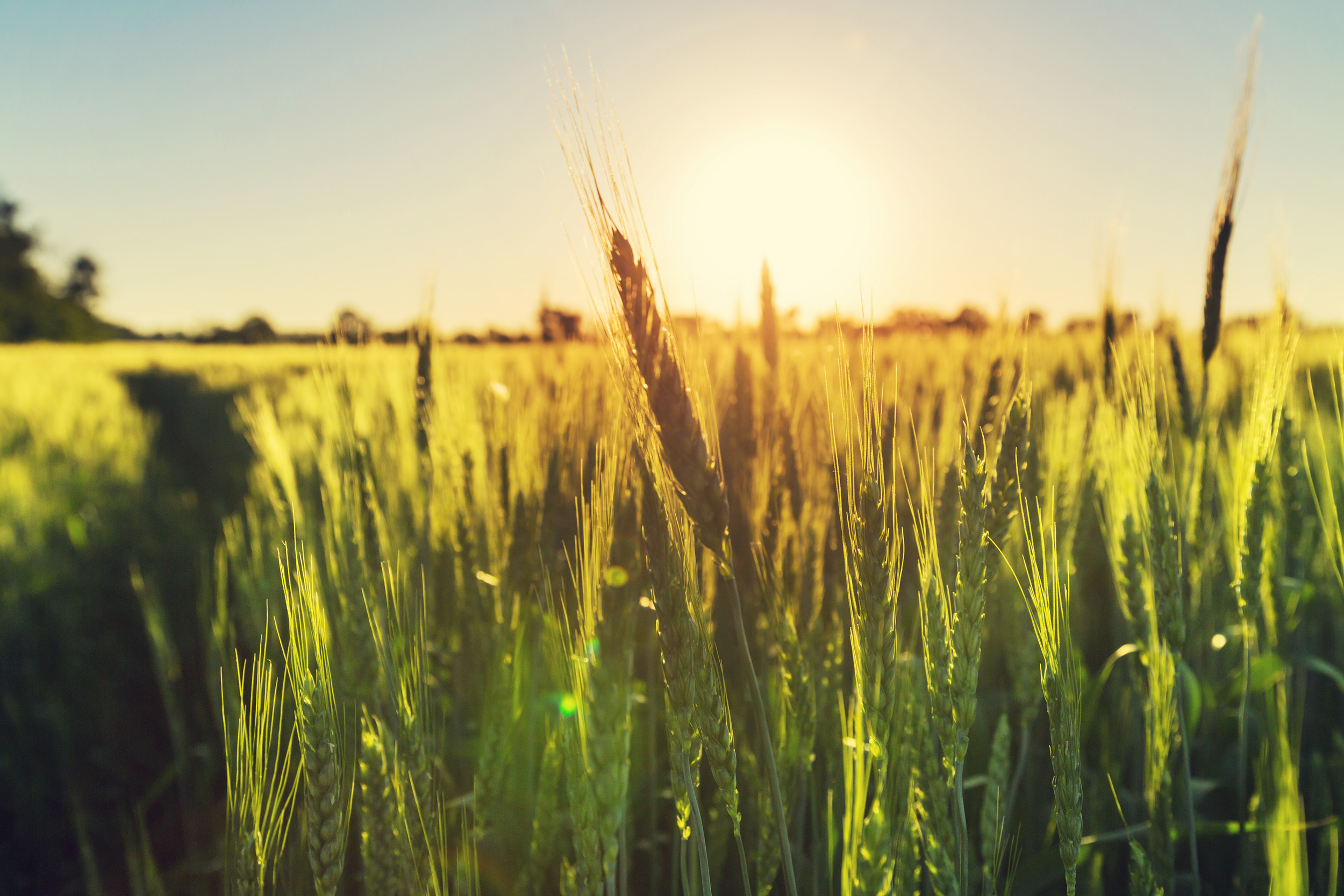 Grain Solutions - Découvrez nos gammes Bio et conventionnelle