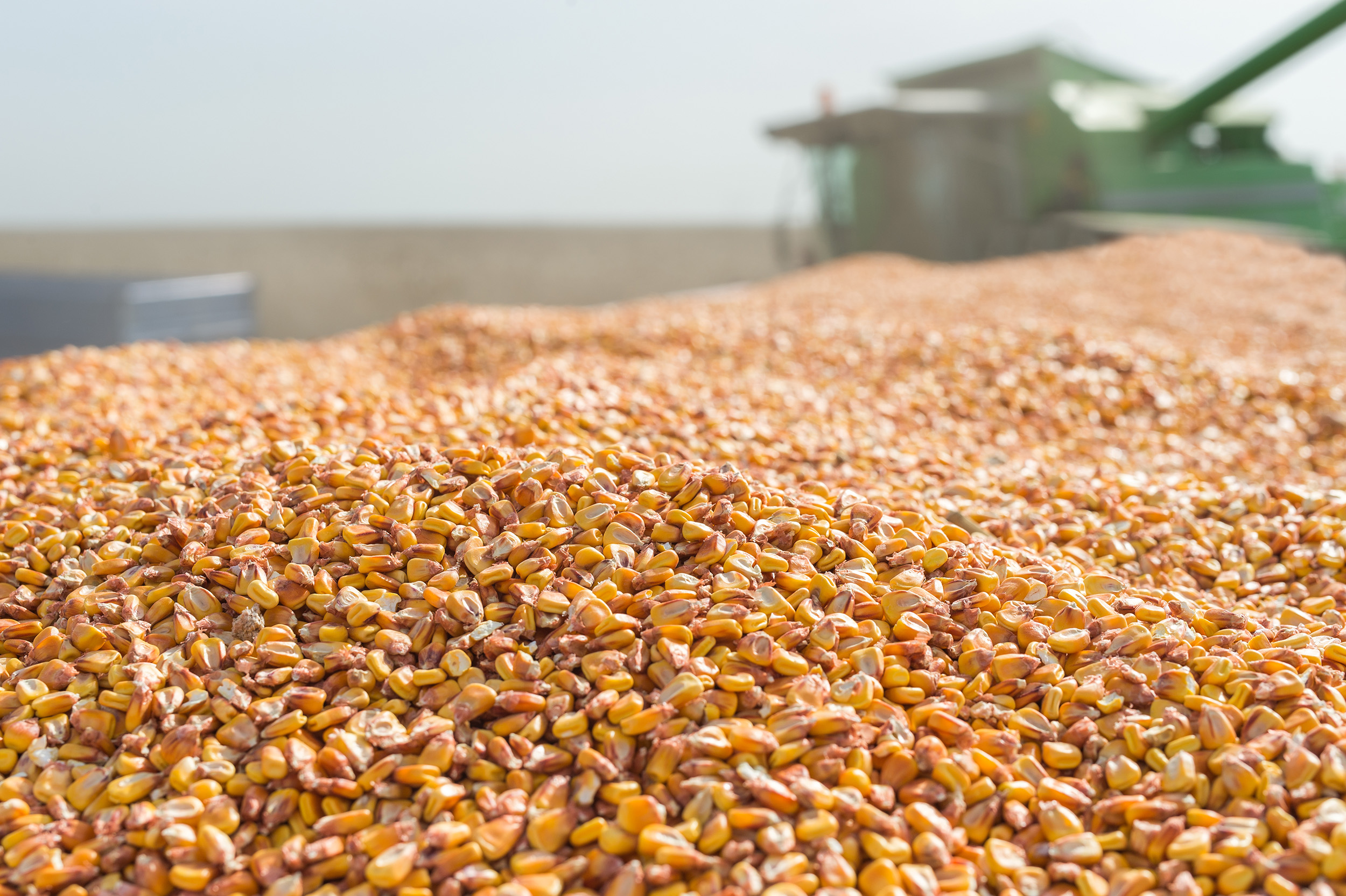 Grain Solutions